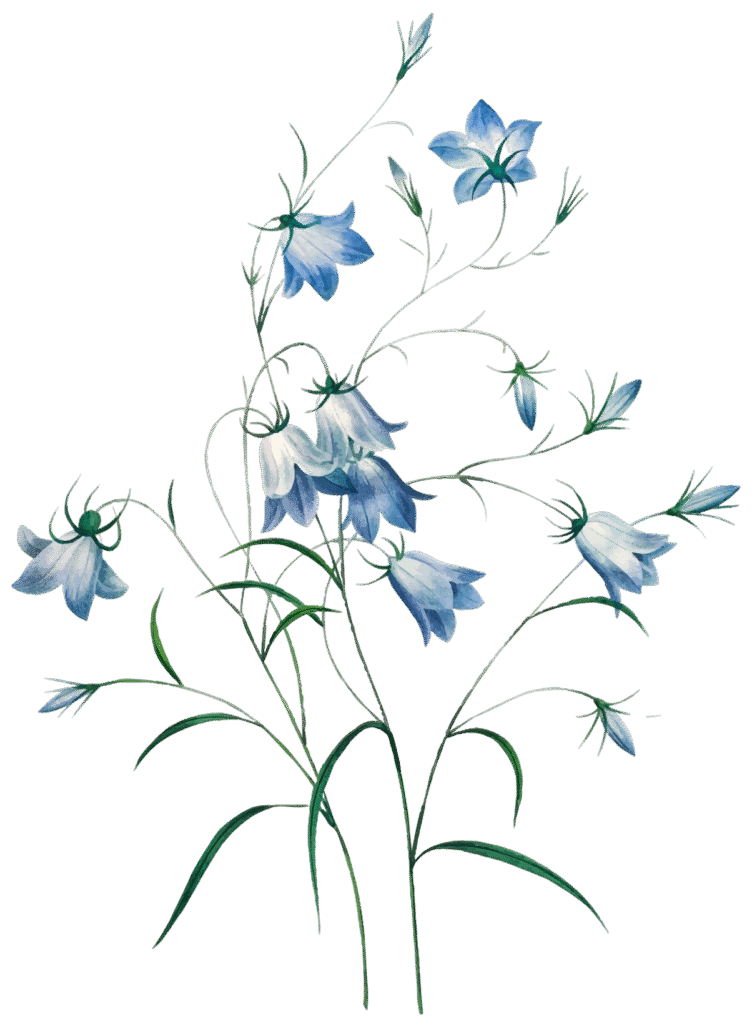 Chicory Plant