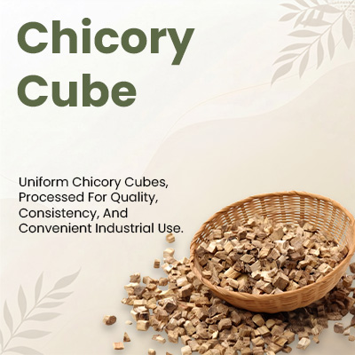 Chicory Cube