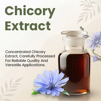 Liquid Chicory Supplier