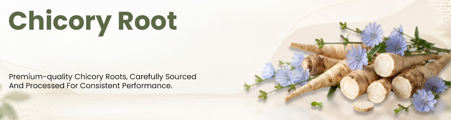 Chicory Root Supplier