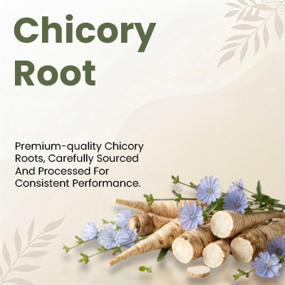 Chicory Root