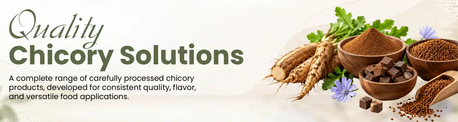 Chicory Supplier