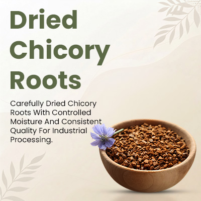 Dried Chicory Roots Supplier