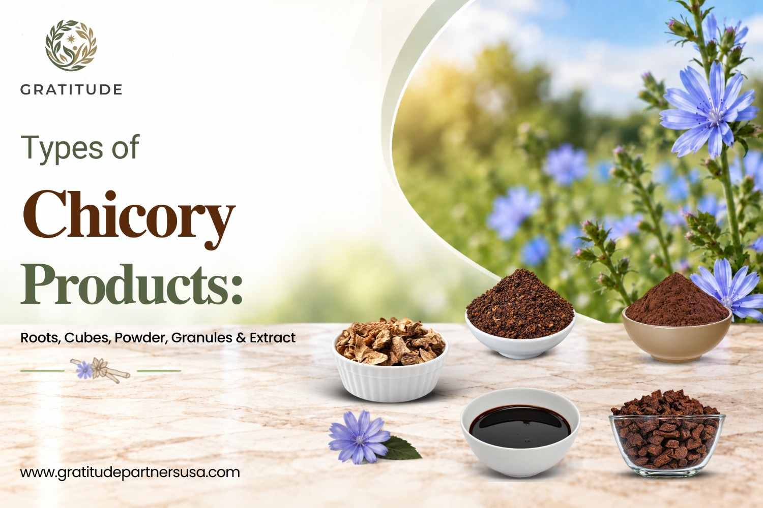 Types-of-Chicory-Products