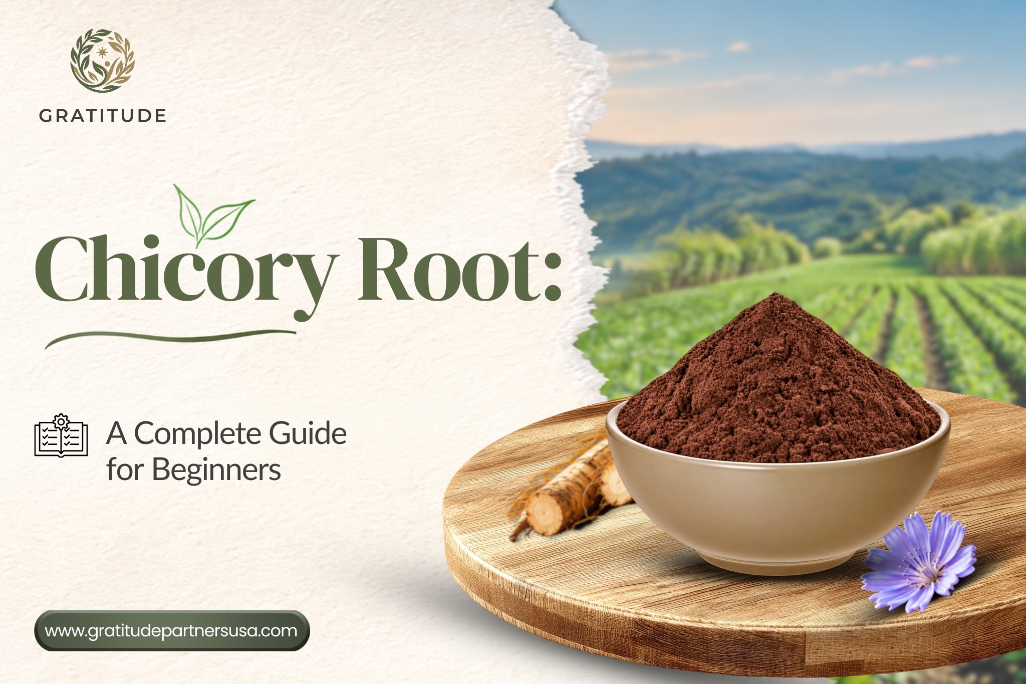 what-is-chicory-root